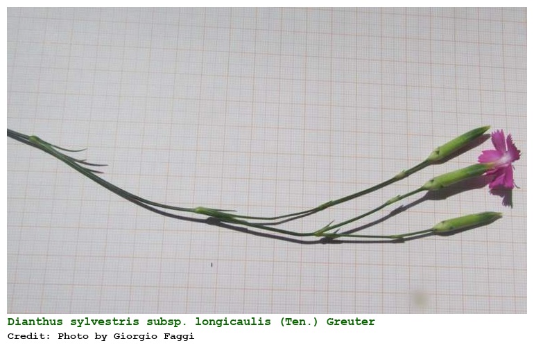 Dianthus sylvestris subsp. longicaulis (Ten.) Greuter & Burdet